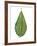 Leaf of Saucer Magnolia Magnolia X Soulangeana-null-Framed Giclee Print