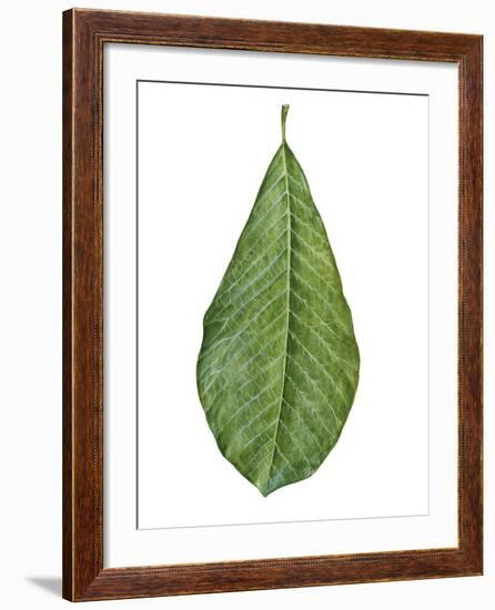 Leaf of Saucer Magnolia Magnolia X Soulangeana--Framed Giclee Print