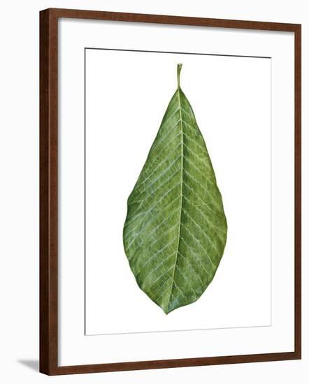 Leaf of Saucer Magnolia Magnolia X Soulangeana-null-Framed Giclee Print