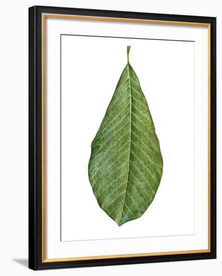 Leaf of Saucer Magnolia Magnolia X Soulangeana-null-Framed Giclee Print