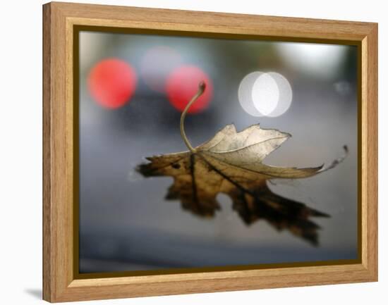 Leaf Reflections-Nicole Katano-Framed Stretched Canvas