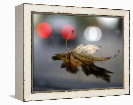 Leaf Reflections-Nicole Katano-Framed Stretched Canvas