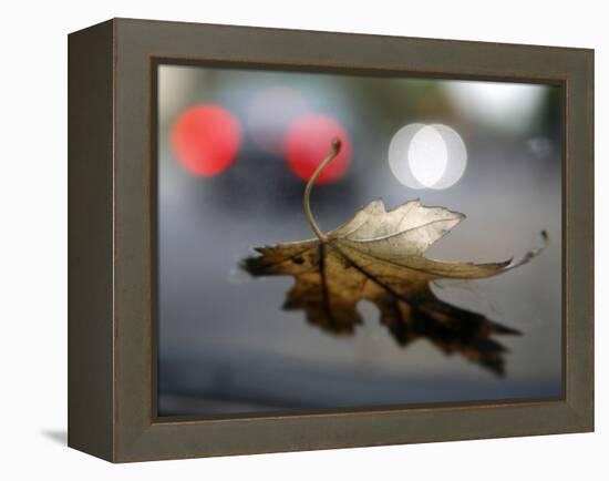 Leaf Reflections-Nicole Katano-Framed Stretched Canvas