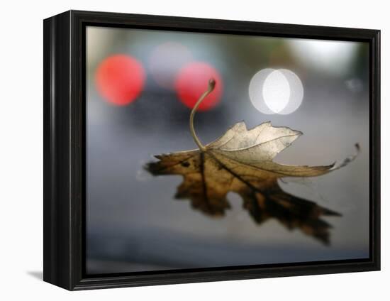 Leaf Reflections-Nicole Katano-Framed Stretched Canvas