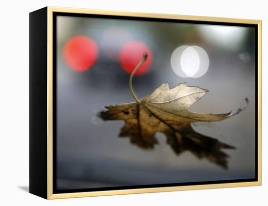 Leaf Reflections-Nicole Katano-Framed Stretched Canvas