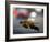 Leaf Reflections-Nicole Katano-Framed Photo