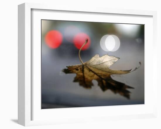 Leaf Reflections-Nicole Katano-Framed Photo