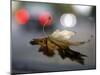 Leaf Reflections-Nicole Katano-Mounted Photo