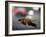 Leaf Reflections-Nicole Katano-Framed Photo