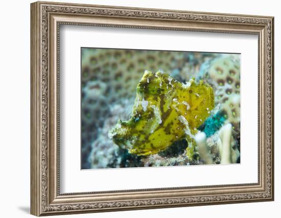 Leaf Scorpionfish (Taenianotus Triacanthus), Queensland, Australia, Pacific-Louise Murray-Framed Photographic Print