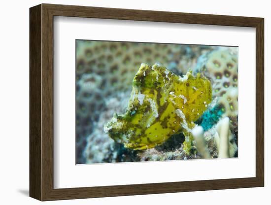 Leaf Scorpionfish (Taenianotus Triacanthus), Queensland, Australia, Pacific-Louise Murray-Framed Photographic Print