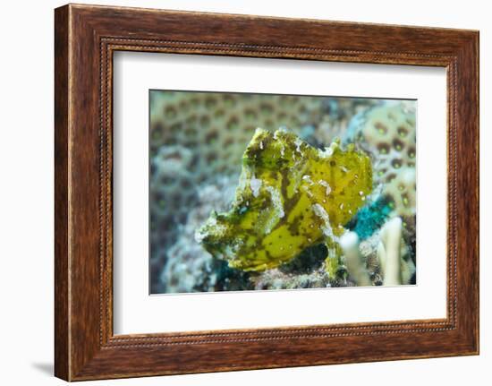 Leaf Scorpionfish (Taenianotus Triacanthus), Queensland, Australia, Pacific-Louise Murray-Framed Photographic Print