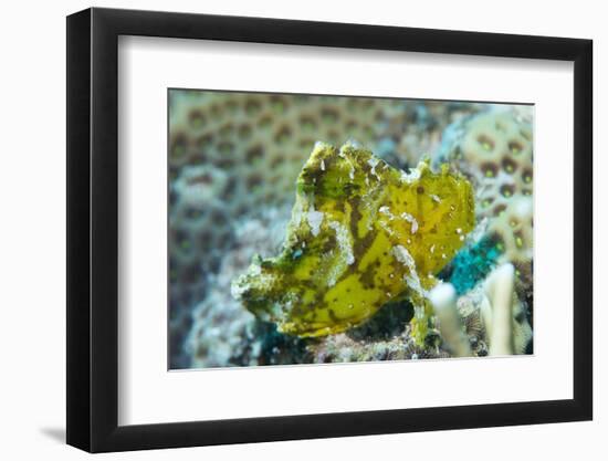 Leaf Scorpionfish (Taenianotus Triacanthus), Queensland, Australia, Pacific-Louise Murray-Framed Photographic Print