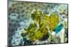 Leaf Scorpionfish (Taenianotus Triacanthus), Queensland, Australia, Pacific-Louise Murray-Mounted Photographic Print