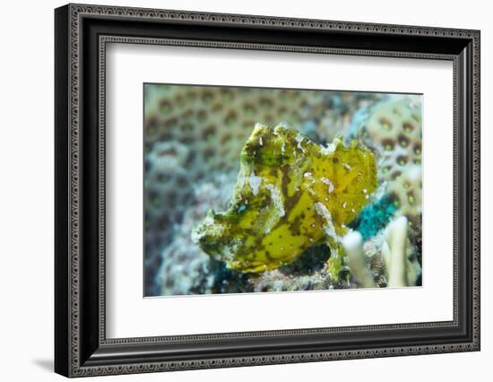 Leaf Scorpionfish (Taenianotus Triacanthus), Queensland, Australia, Pacific-Louise Murray-Framed Photographic Print