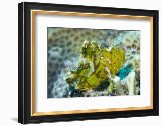 Leaf Scorpionfish (Taenianotus Triacanthus), Queensland, Australia, Pacific-Louise Murray-Framed Photographic Print