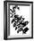 Leaf Silhouette III-Chariklia Zarris-Framed Art Print