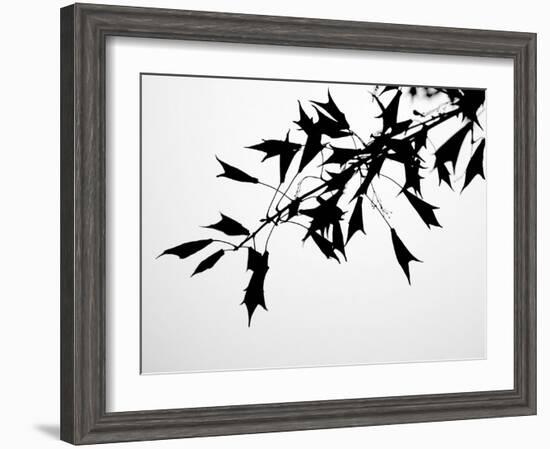 Leaf Silhouette-Nicole Katano-Framed Photo