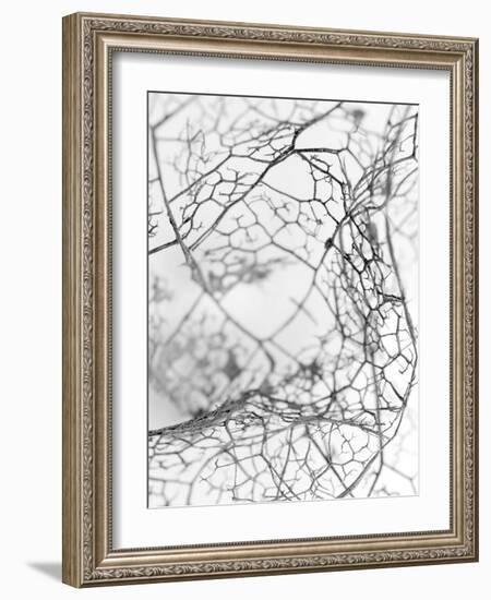 Leaf Skeleton BW-Design Fabrikken-Framed Photographic Print