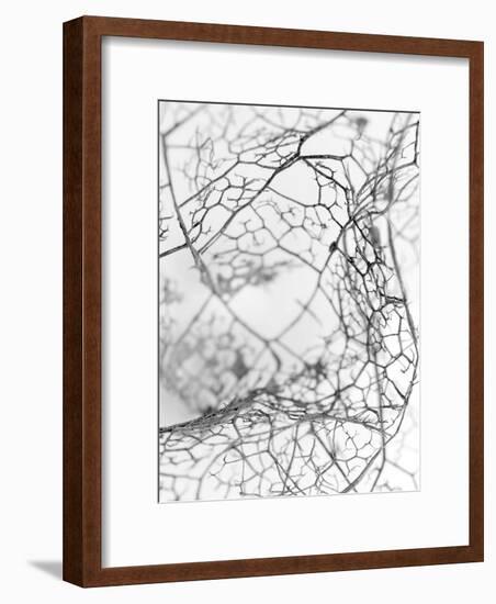 Leaf Skeleton BW-Design Fabrikken-Framed Photographic Print