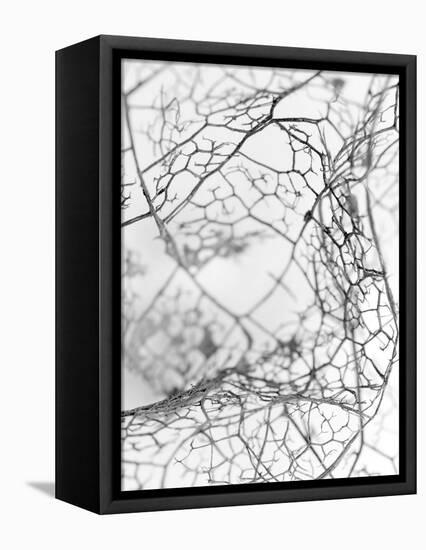 Leaf Skeleton BW-Design Fabrikken-Framed Premier Image Canvas