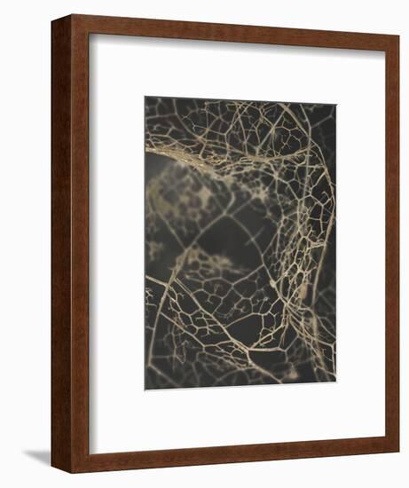 Leaf Skeleton Dark-Design Fabrikken-Framed Photographic Print