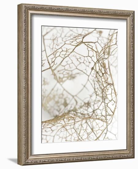 Leaf Skeleton-Design Fabrikken-Framed Photographic Print