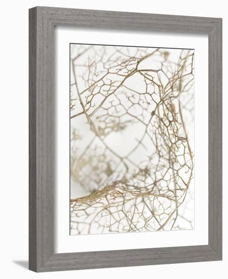 Leaf Skeleton-Design Fabrikken-Framed Photographic Print