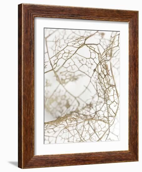 Leaf Skeleton-Design Fabrikken-Framed Photographic Print