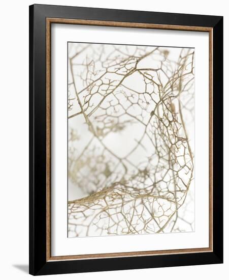 Leaf Skeleton-Design Fabrikken-Framed Photographic Print