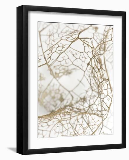 Leaf Skeleton-Design Fabrikken-Framed Photographic Print