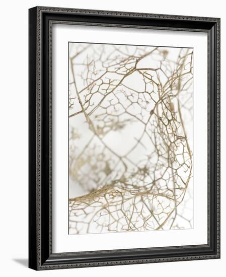 Leaf Skeleton-Design Fabrikken-Framed Photographic Print