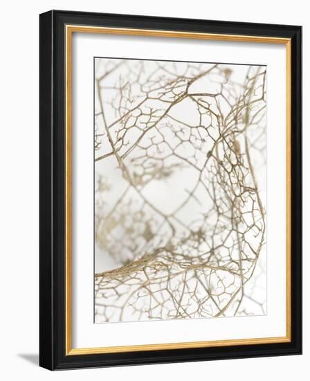 Leaf Skeleton-Design Fabrikken-Framed Photographic Print