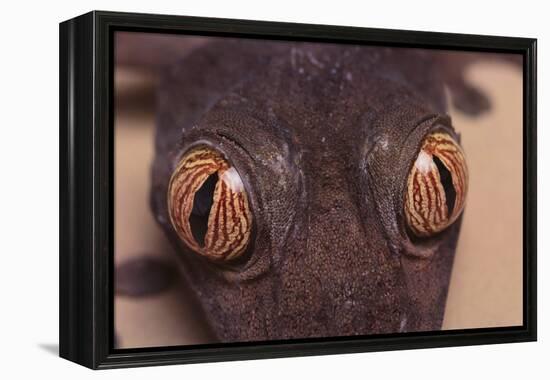 Leaf-Tail Gecko-DLILLC-Framed Premier Image Canvas