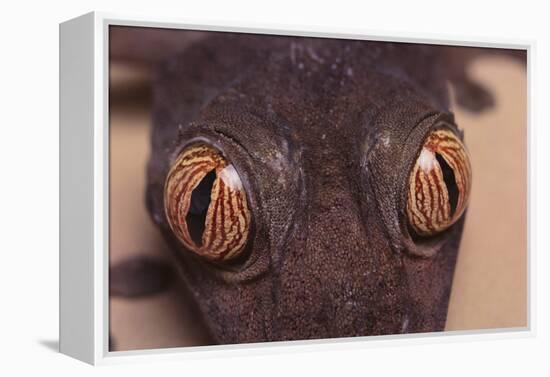 Leaf-Tail Gecko-DLILLC-Framed Premier Image Canvas