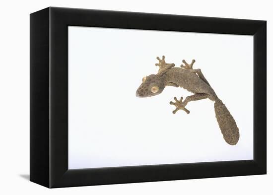 Leaf-Tail Gecko-DLILLC-Framed Premier Image Canvas