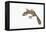 Leaf-Tail Gecko-DLILLC-Framed Premier Image Canvas