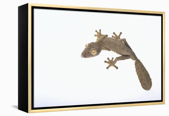 Leaf-Tail Gecko-DLILLC-Framed Premier Image Canvas