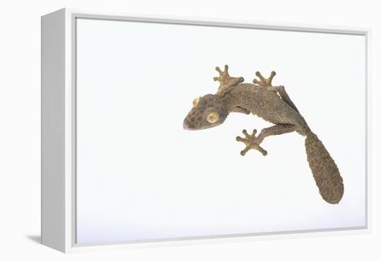 Leaf-Tail Gecko-DLILLC-Framed Premier Image Canvas