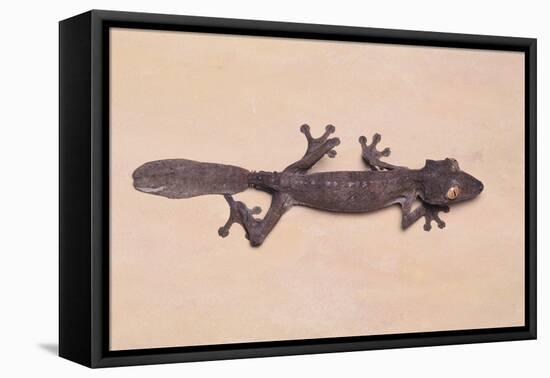 Leaf-Tail Gecko-DLILLC-Framed Premier Image Canvas