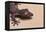 Leaf-Tail Gecko-DLILLC-Framed Premier Image Canvas