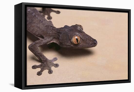 Leaf-Tail Gecko-DLILLC-Framed Premier Image Canvas