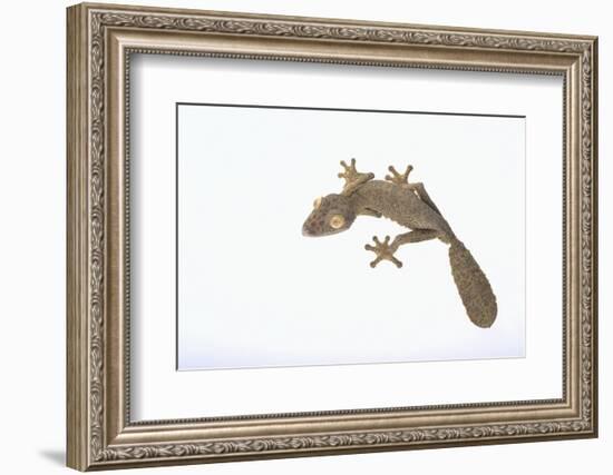 Leaf-Tail Gecko-DLILLC-Framed Photographic Print