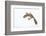 Leaf-Tail Gecko-DLILLC-Framed Photographic Print