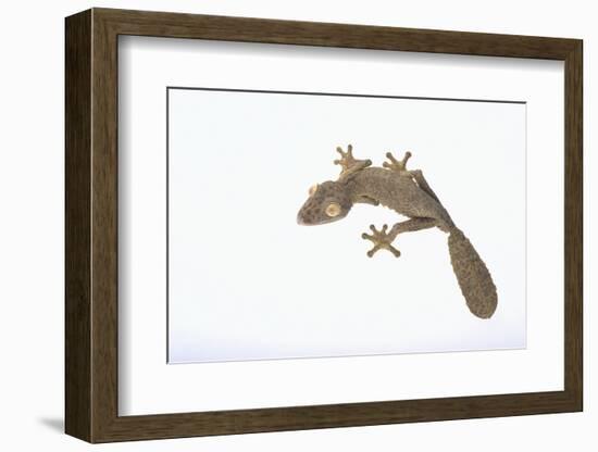 Leaf-Tail Gecko-DLILLC-Framed Photographic Print