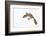 Leaf-Tail Gecko-DLILLC-Framed Photographic Print