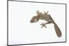 Leaf-Tail Gecko-DLILLC-Mounted Photographic Print