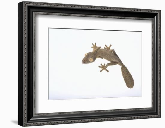 Leaf-Tail Gecko-DLILLC-Framed Photographic Print