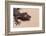 Leaf-Tail Gecko-DLILLC-Framed Photographic Print