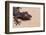 Leaf-Tail Gecko-DLILLC-Framed Photographic Print